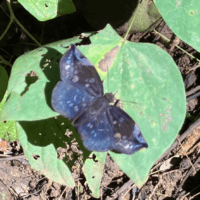 Eantis thraso - Sickle winged skipper