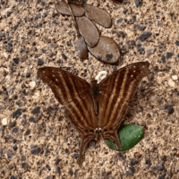 Marpesia chiron - Many banded daggerwing