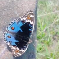 Junonia orithya - Blue pansy