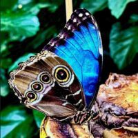 Morpho peleides - Blue morpho butterfly