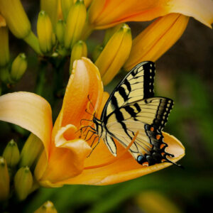 Save the butterflies