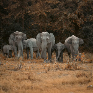 Save the Elephants