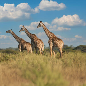 Save the giraffes