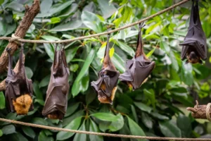 Save the bats