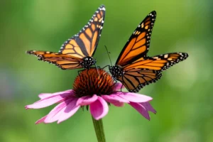 Save the butterflies