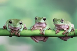 Save the frogs