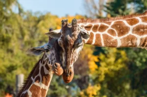 Save the giraffes