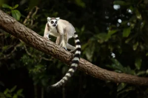 Save the primates