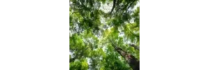 Save the forests