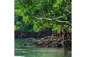 Save the mangroves