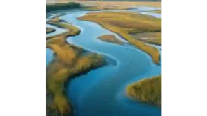 Save the wetlands