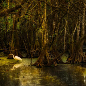 Save the mangroves
