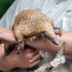 Save the pangolins
