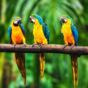 Save the parrots