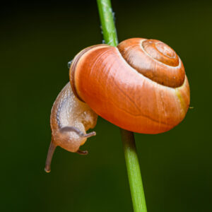 Save the snails