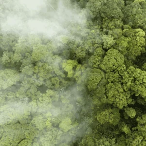 Carbon offset