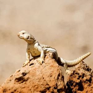 Save the lizards